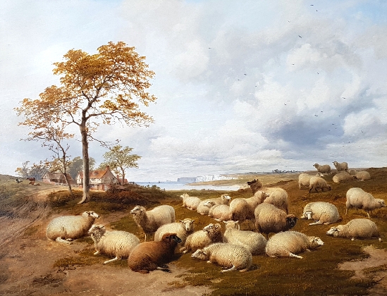 Sheep grazing on the South Coast