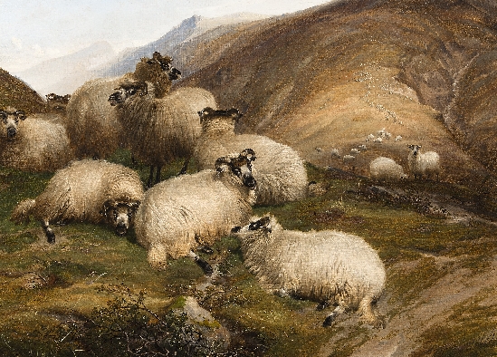 Sheep reposing