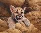 The Young Hunter