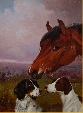 Head of a Bay Pony with Two Setters