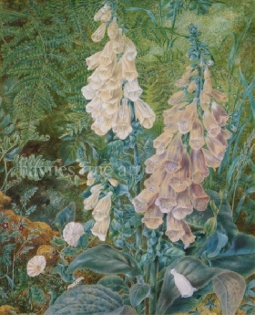 Polyanthus