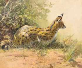 Serval Cat