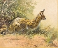 Serval Cat