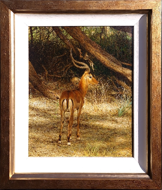 Tony Karpinski - Male Impala