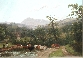 Cattle Watering