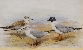 Studies of Gulls; Male, Female and Immature