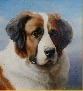 Saint Bernard
