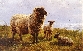 Sheep Resting