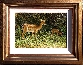 Impalas
