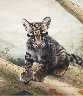 Leopard Cub