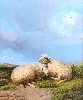 Sheep Resting