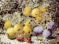 Still Life of Fruit