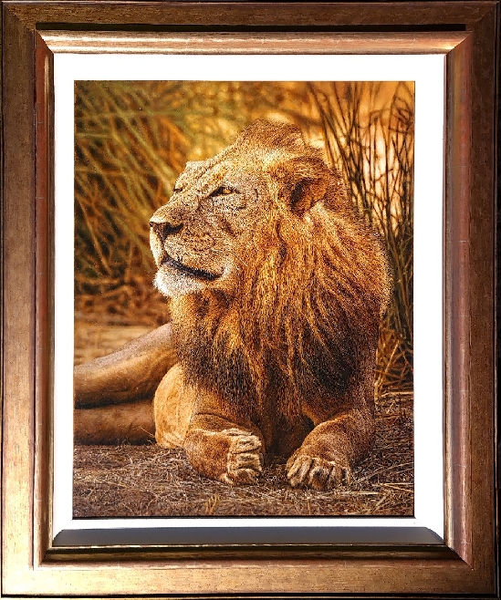 Tony Karpinski - Battle Scarred Lion